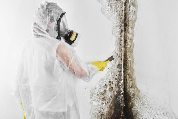 Trusted San Clemente, CA Mold Remediation Experts