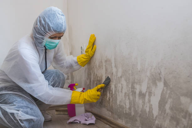 Best Mold Remediation for Specific Building Types in San Clemente, CA