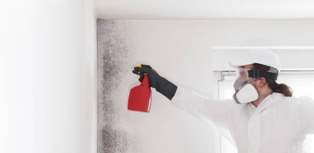 Best White Mold Remediation in San Clemente, CA