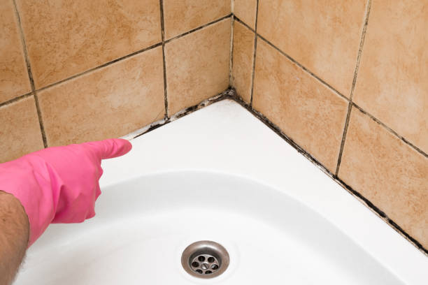 Best Residential Mold Remediation in San Clemente, CA